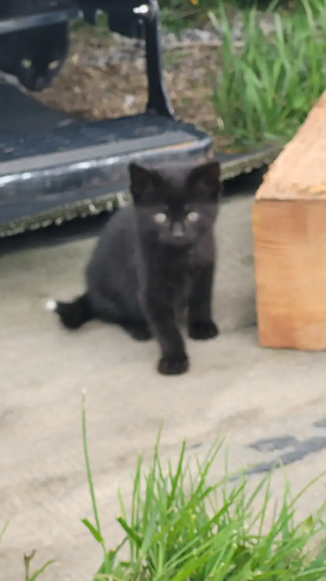 KITTENS! - Photo 4