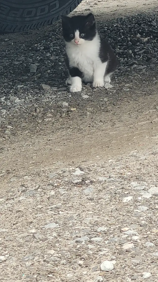 KITTENS! - Photo 5