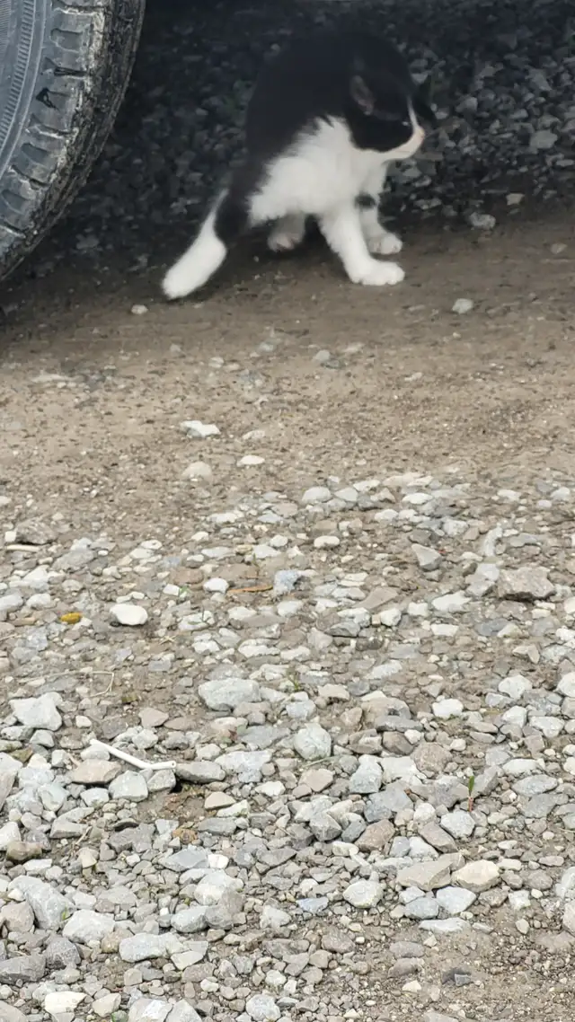 KITTENS! - Photo 6