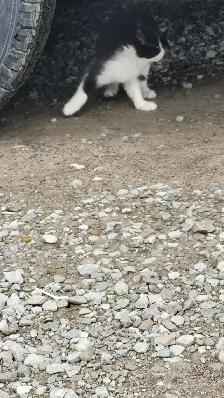 KITTENS! - Photo 6