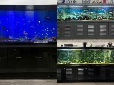 280 GALLON FISH TANK AVAILABLE - $2000/EACH FISH NOT INCLUDED