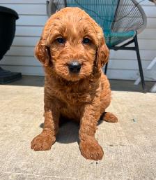 Goldendoodle puppies
