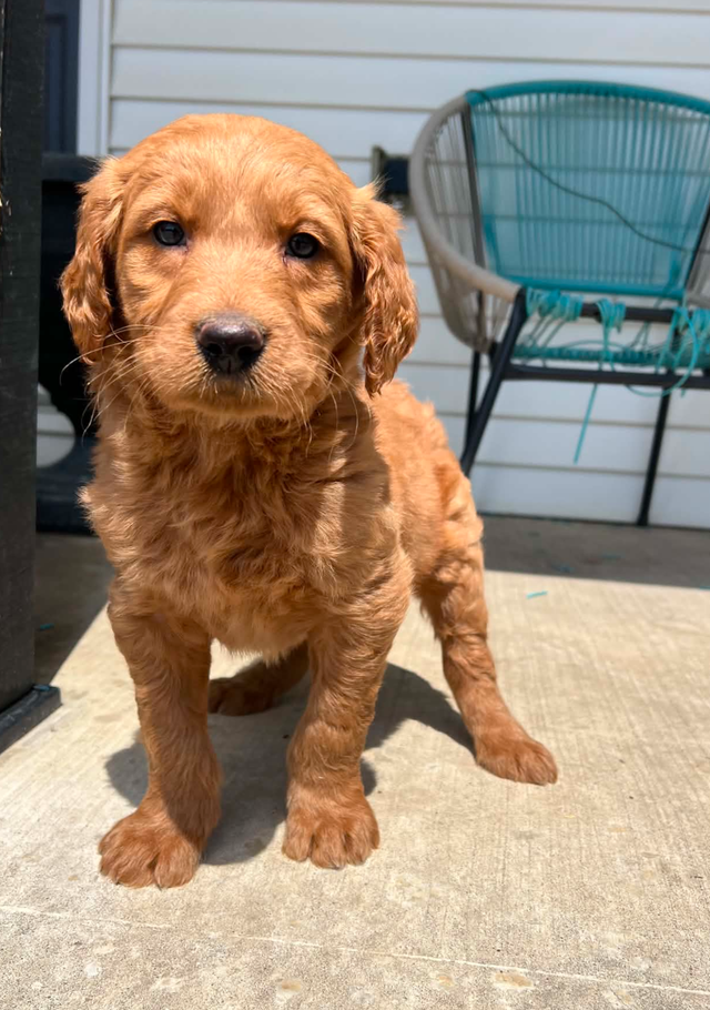 Goldendoodle puppies - Photo 2