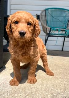 Goldendoodle puppies - Photo 2