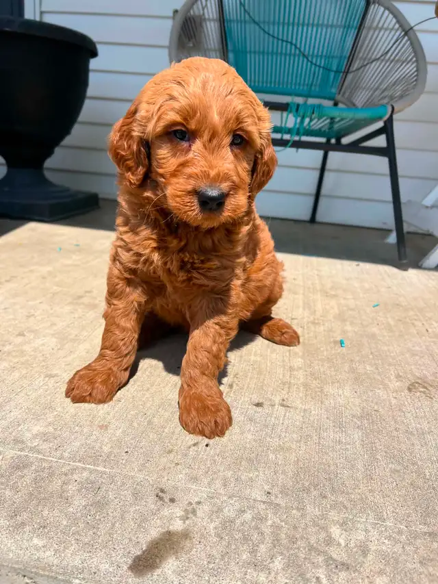 Goldendoodle puppies - Photo 3