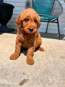 Goldendoodle puppies - Photo 3
