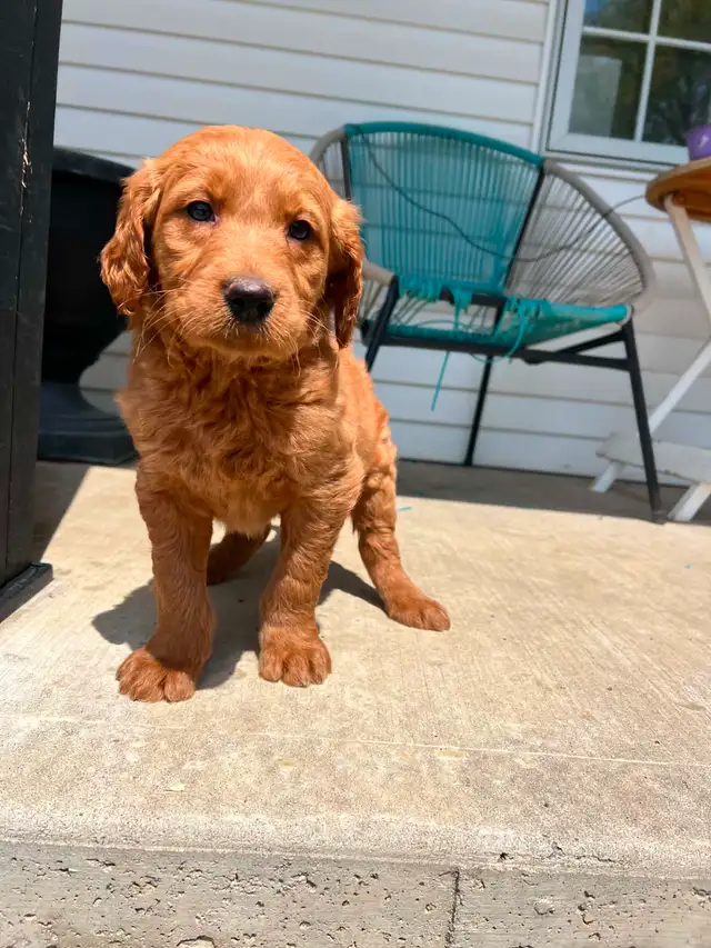 Goldendoodle puppies - Photo 4