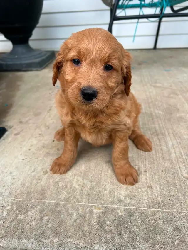 Goldendoodle puppies - Photo 5