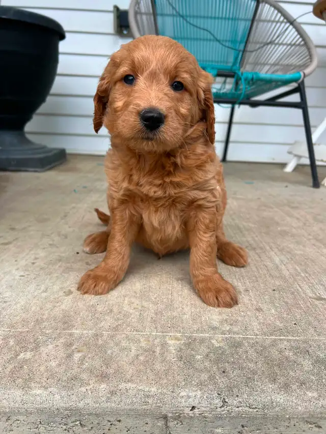 Goldendoodle puppies - Photo 8