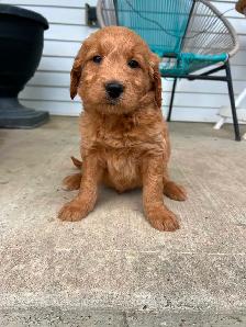 Goldendoodle puppies - Photo 8