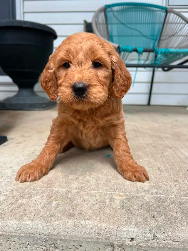 Goldendoodle puppies - Photo 9