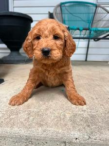 Goldendoodle puppies - Photo 9
