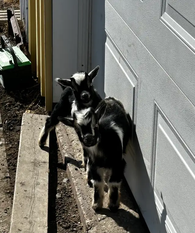 Purebred Nigerian Dwarf Bucklings