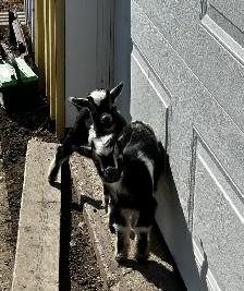 Purebred Nigerian Dwarf Bucklings