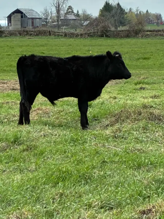 Dexter Yearling Steer
