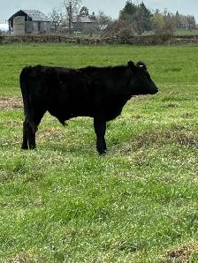 Dexter Yearling Steer