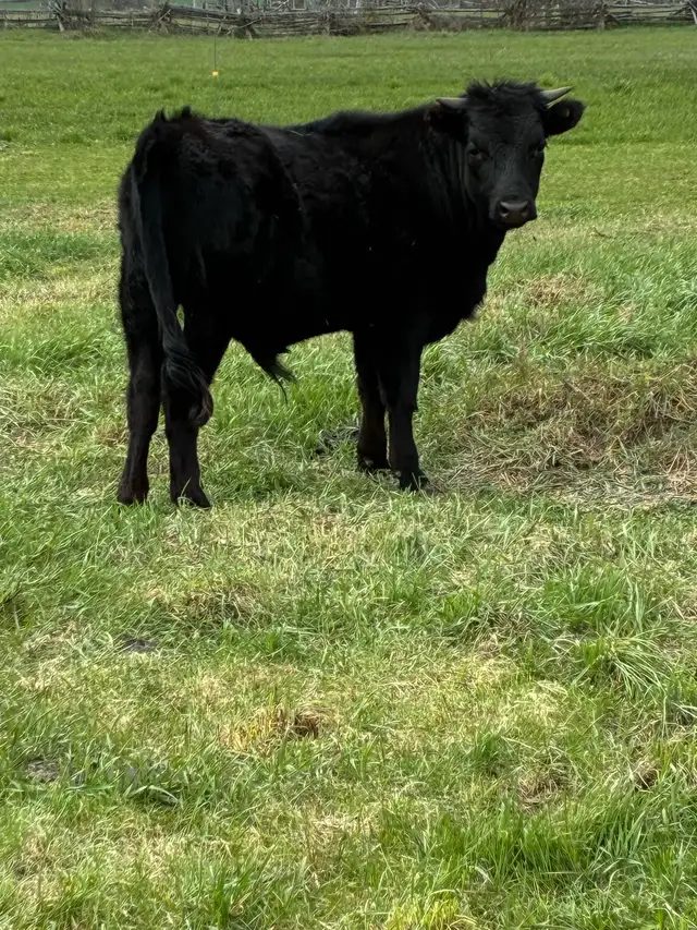 Dexter Yearling Steer - Photo 2