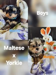 ❤️❤️MINNIE MORKIE BOYS FOR SALE❤️❤️