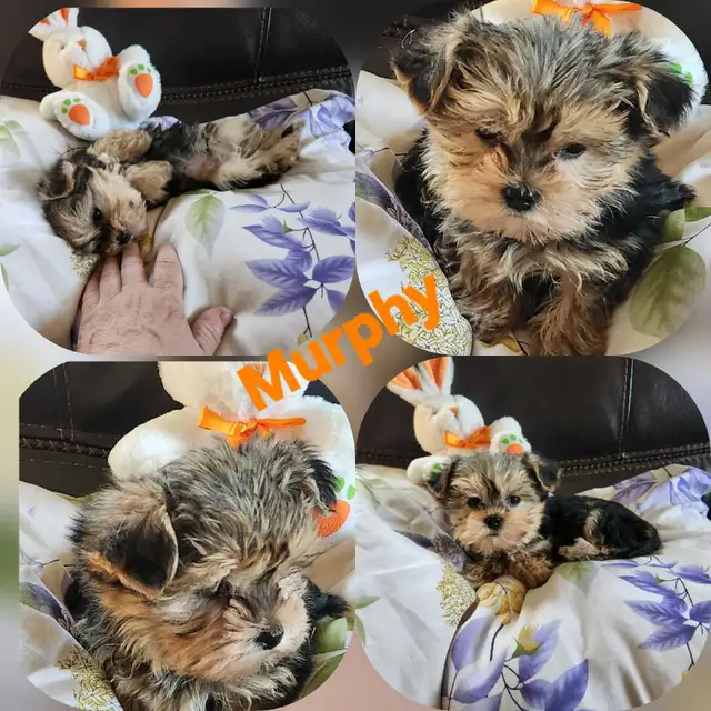 ❤️❤️MINNIE MORKIE BOYS FOR SALE❤️❤️ - Photo 2