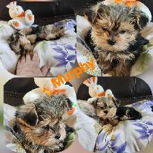 ❤️❤️MINNIE MORKIE BOYS FOR SALE❤️❤️ - Photo 2