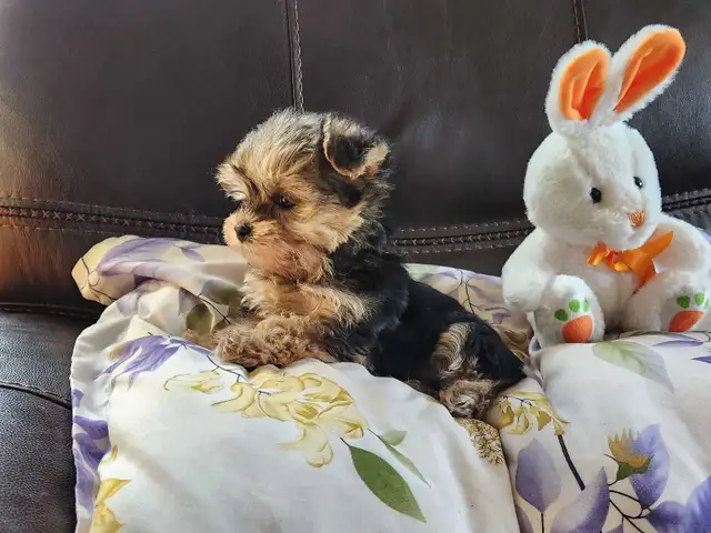 ❤️❤️MINNIE MORKIE BOYS FOR SALE❤️❤️ - Photo 4