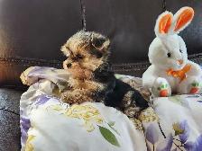 ❤️❤️MINNIE MORKIE BOYS FOR SALE❤️❤️ - Photo 4
