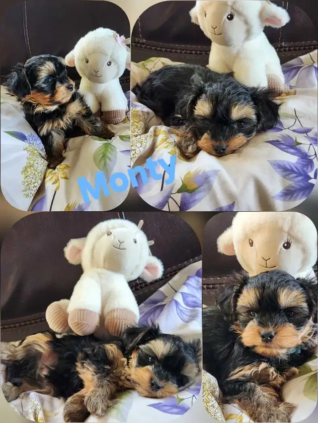❤️❤️MINNIE MORKIE BOYS FOR SALE❤️❤️ - Photo 5