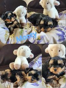 ❤️❤️MINNIE MORKIE BOYS FOR SALE❤️❤️ - Photo 5