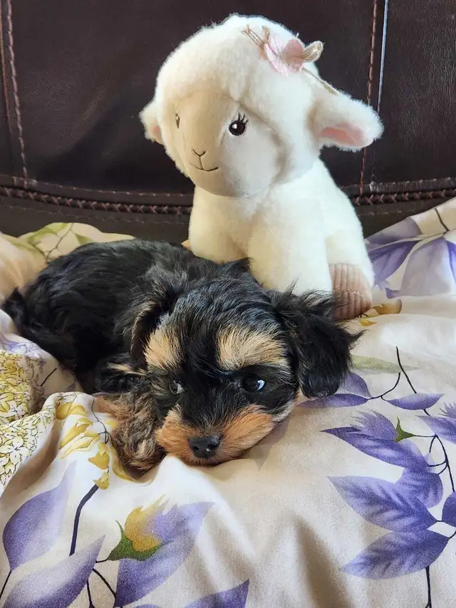 ❤️❤️MINNIE MORKIE BOYS FOR SALE❤️❤️ - Photo 6