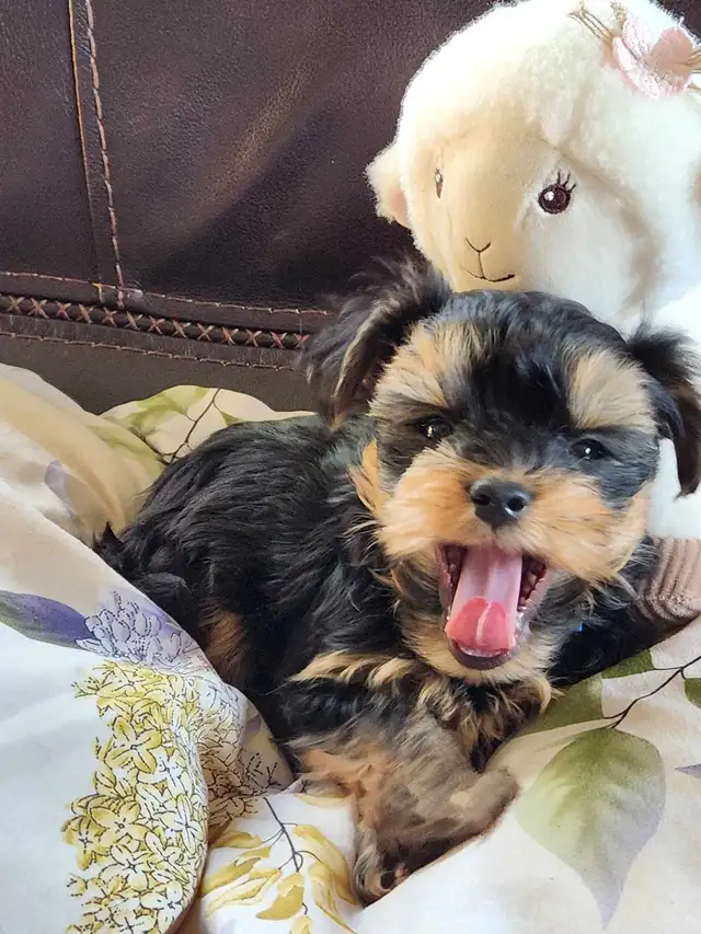 ❤️❤️MINNIE MORKIE BOYS FOR SALE❤️❤️ - Photo 7