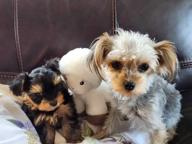 ❤️❤️MINNIE MORKIE BOYS FOR SALE❤️❤️ - Photo 8
