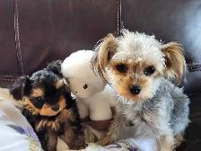 ❤️❤️MINNIE MORKIE BOYS FOR SALE❤️❤️ - Photo 8