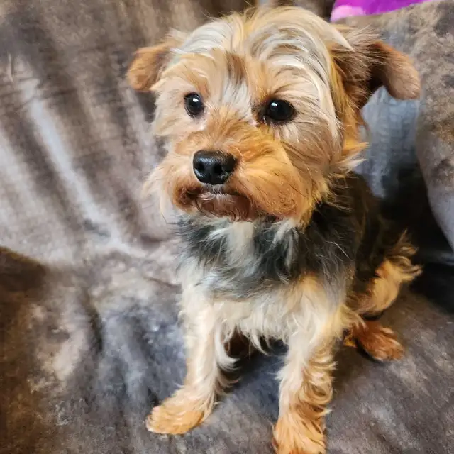 ❤️❤️MINNIE MORKIE BOYS FOR SALE❤️❤️ - Photo 9