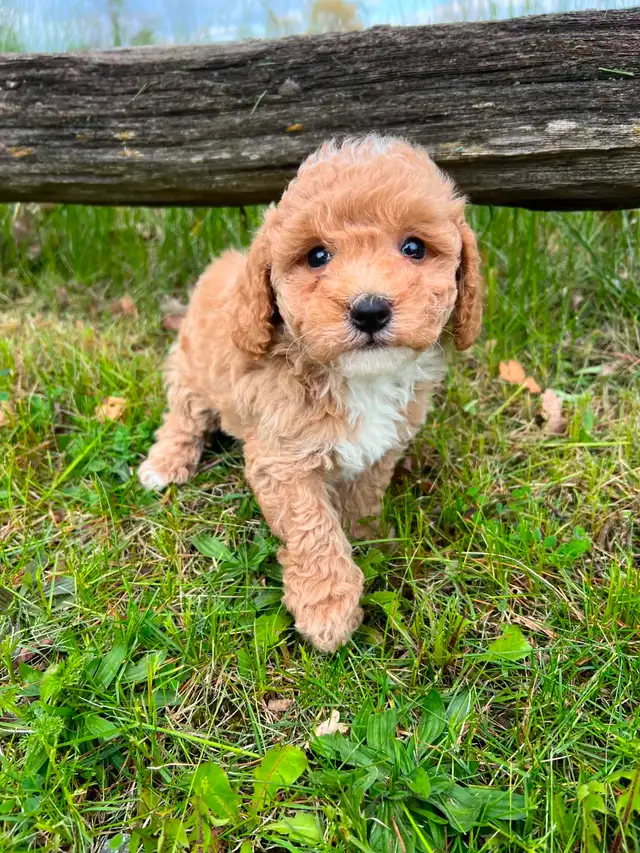 Bichon poodle puppies