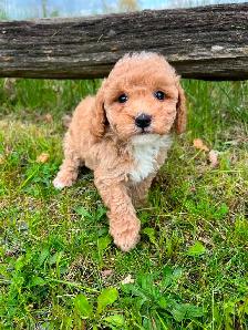 Bichon poodle puppies