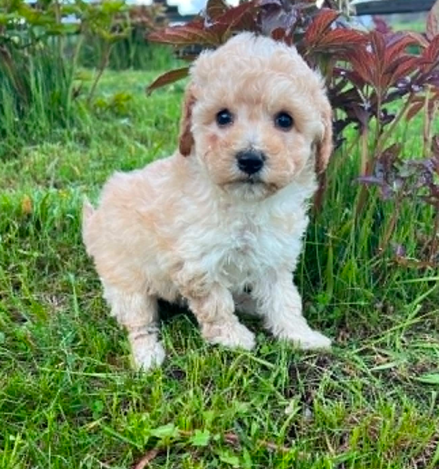 Bichon poodle puppies - Photo 2