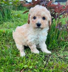 Bichon poodle puppies - Photo 2