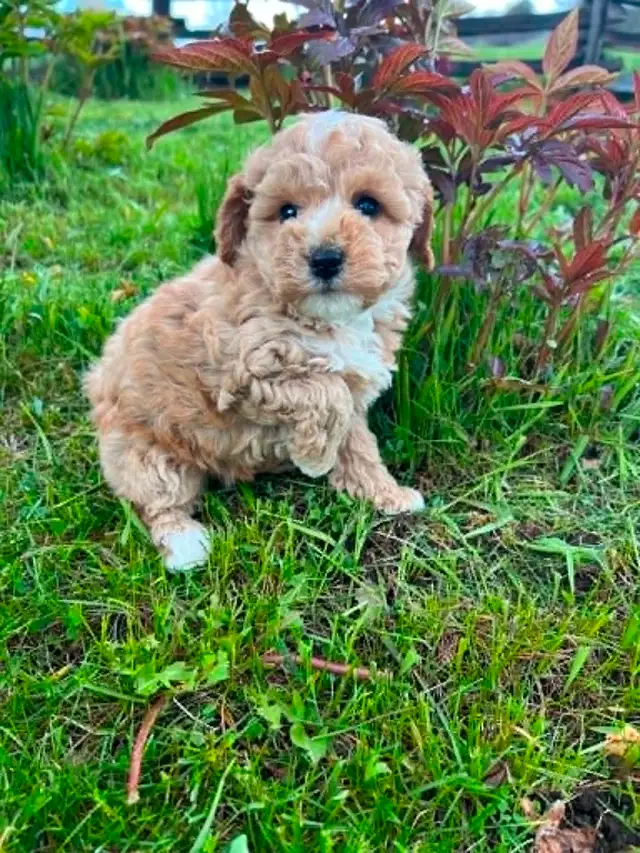Bichon poodle puppies - Photo 3