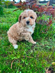 Bichon poodle puppies - Photo 3