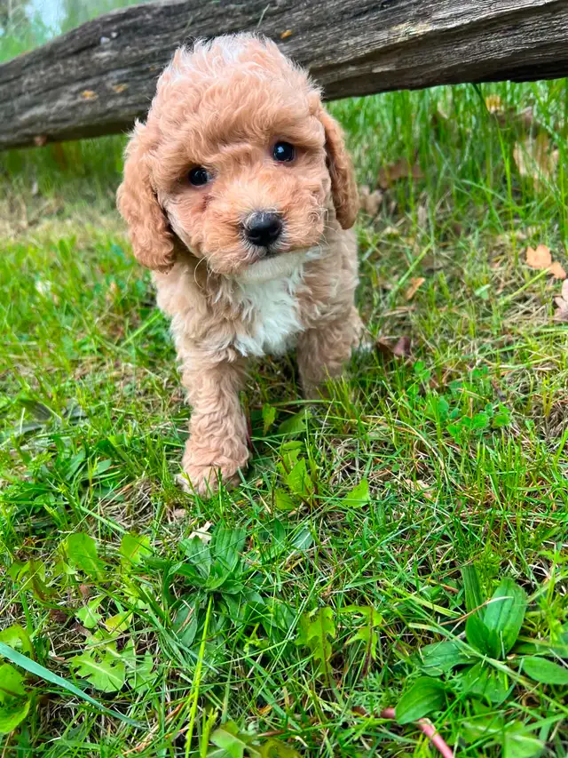 Bichon poodle puppies - Photo 4