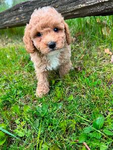 Bichon poodle puppies - Photo 4