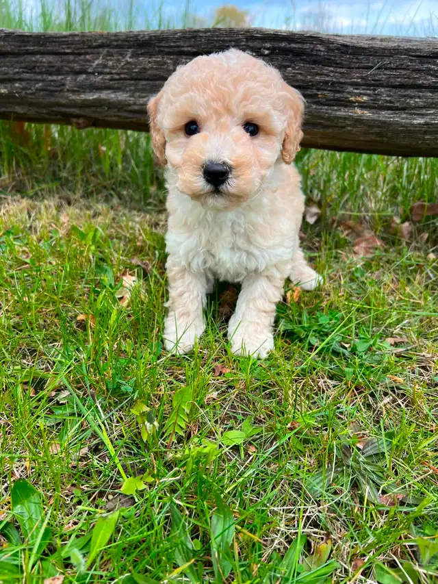 Bichon poodle puppies - Photo 5