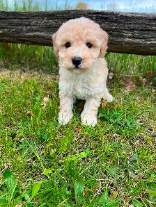 Bichon poodle puppies - Photo 5