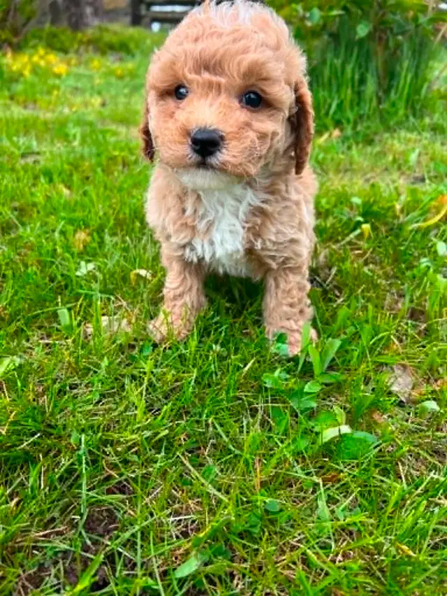 Bichon poodle puppies - Photo 6