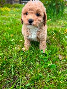 Bichon poodle puppies - Photo 6