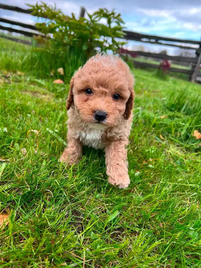 Bichon poodle puppies - Photo 7