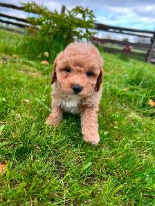 Bichon poodle puppies - Photo 7