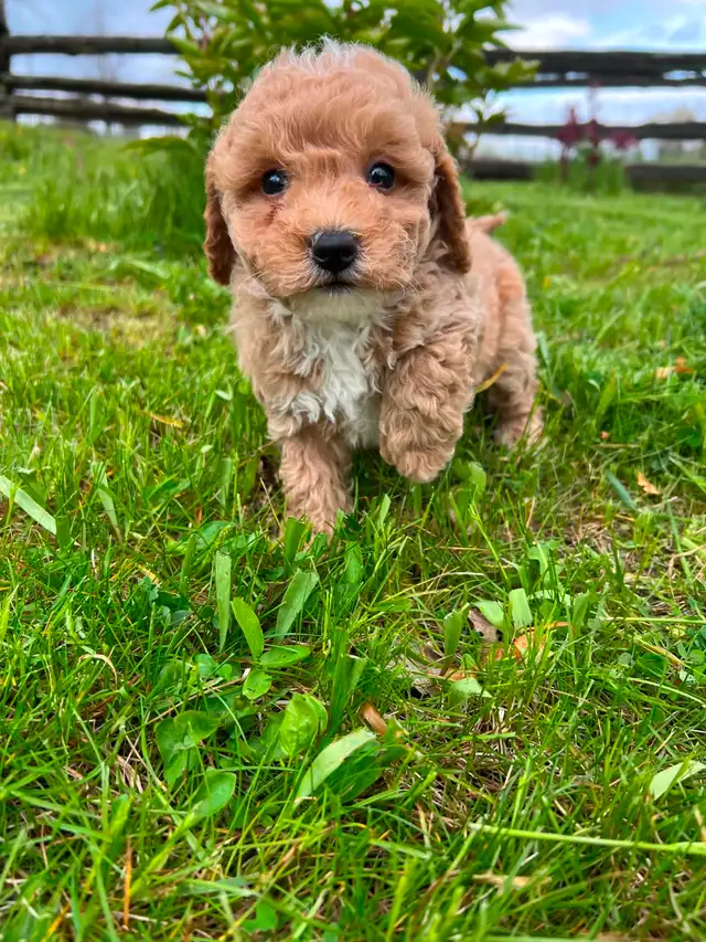 Bichon poodle puppies - Photo 8