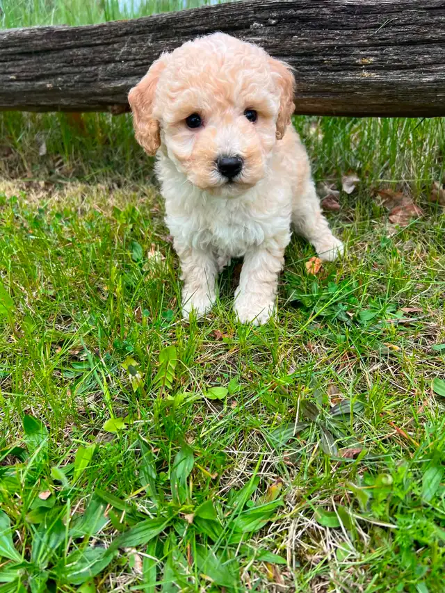 Bichon poodle puppies - Photo 9