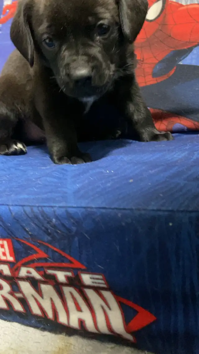 puppies for sale.$800 Mom is - Photo 2